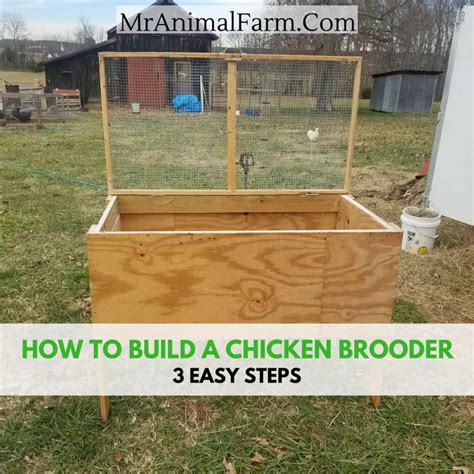 metal chicken brooder box|how to build a chicken brooder box.